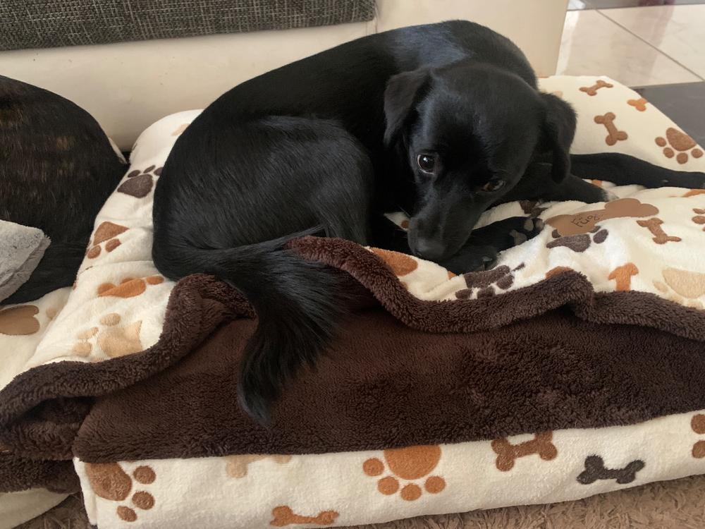 Nordcanin Prémium Hidrolizált Huminsav - 100 g - Customer Photo From Henriett Szeleczkei