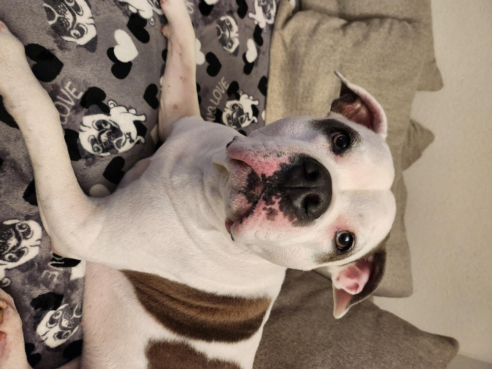 Nordcanin Fiberboost - prebiotikus rost - 300 g - Customer Photo From Tünde Szabó