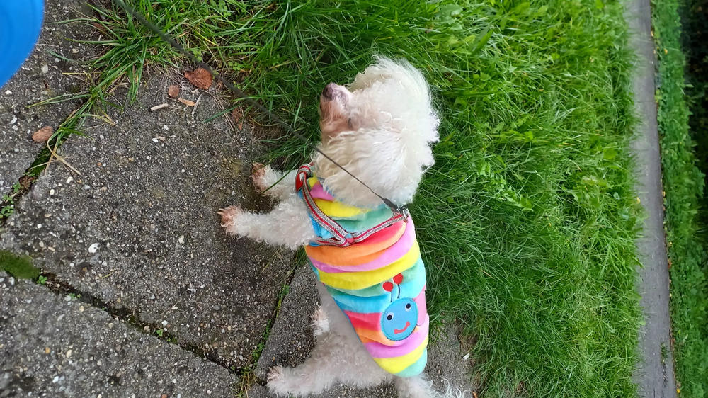 Nordcanin Fiberboost - prebiotikus rost - 100 g - Customer Photo From Zoltánné Cserepes