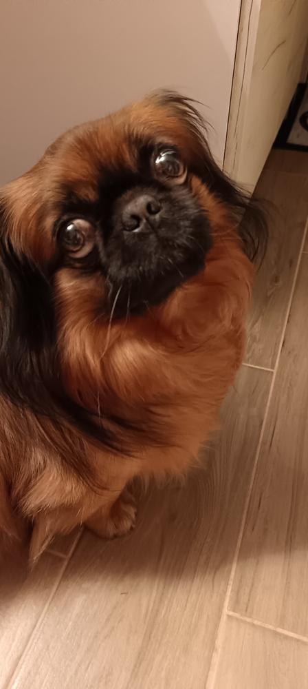 Nordcanin Fiberboost - prebiotikus rost - 100 g - Customer Photo From Eszter Csirke