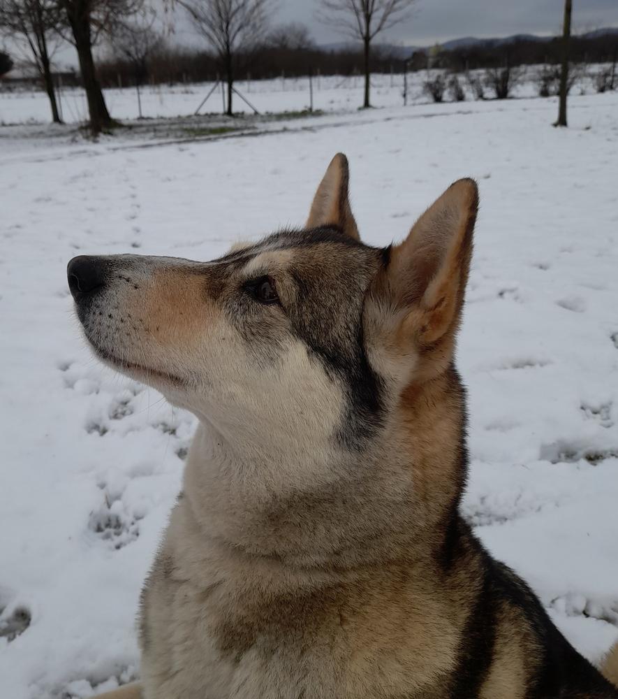 Nordcanin Fiberboost - prebiotikus rost - 1000 g - Customer Photo From Julianna Jancsó