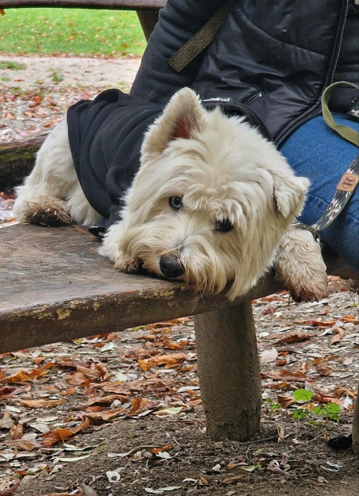 Nordcanin Fiberboost - prebiotikus rost - 100 g - Customer Photo From Brigitta Andrea/Ékszerlove Kft Pap