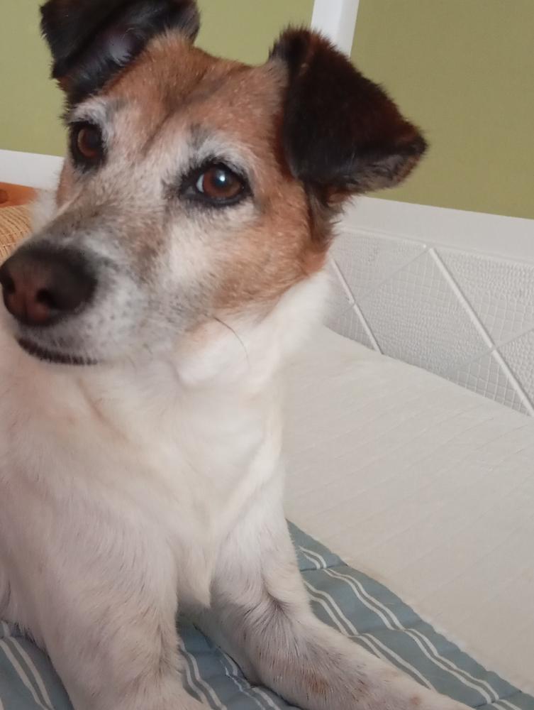 Nordcanin Fiberboost - prebiotikus rost - 300 g - Customer Photo From Piroska Botlik