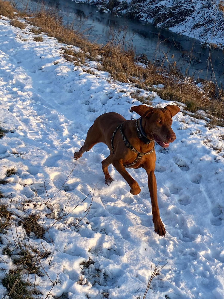 Nordcanin Új-Zélandi Zöldkagyló PRO+ - 100 g - Customer Photo From Helga Cziráné Ottó