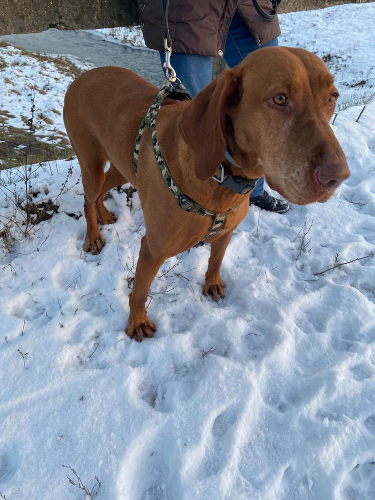 Nordcanin Új-Zélandi Zöldkagyló PRO+ - 100 g - Customer Photo From Helga Cziráné Ottó