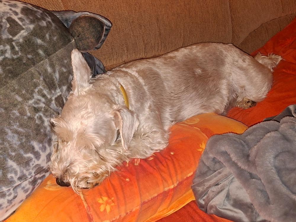 Nordcanin Multivitamin PRO+ - 100 ml - Customer Photo From Lászlóné Kata Lengyel