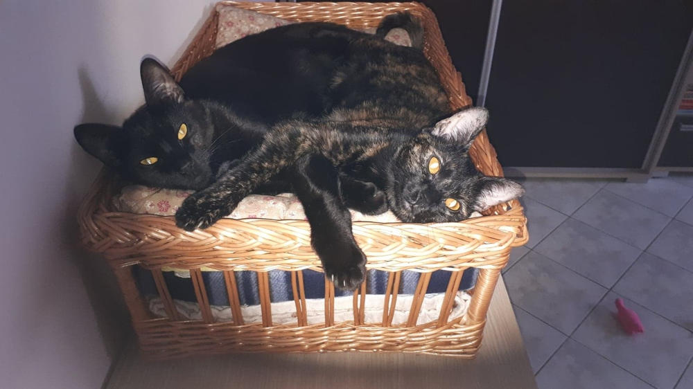 Macska Szőr- és Bőrvédelem csomag - 100g Huminsav+250ml Csukamájolaj+300g Sörélesztő - Customer Photo From Nagy Julianna