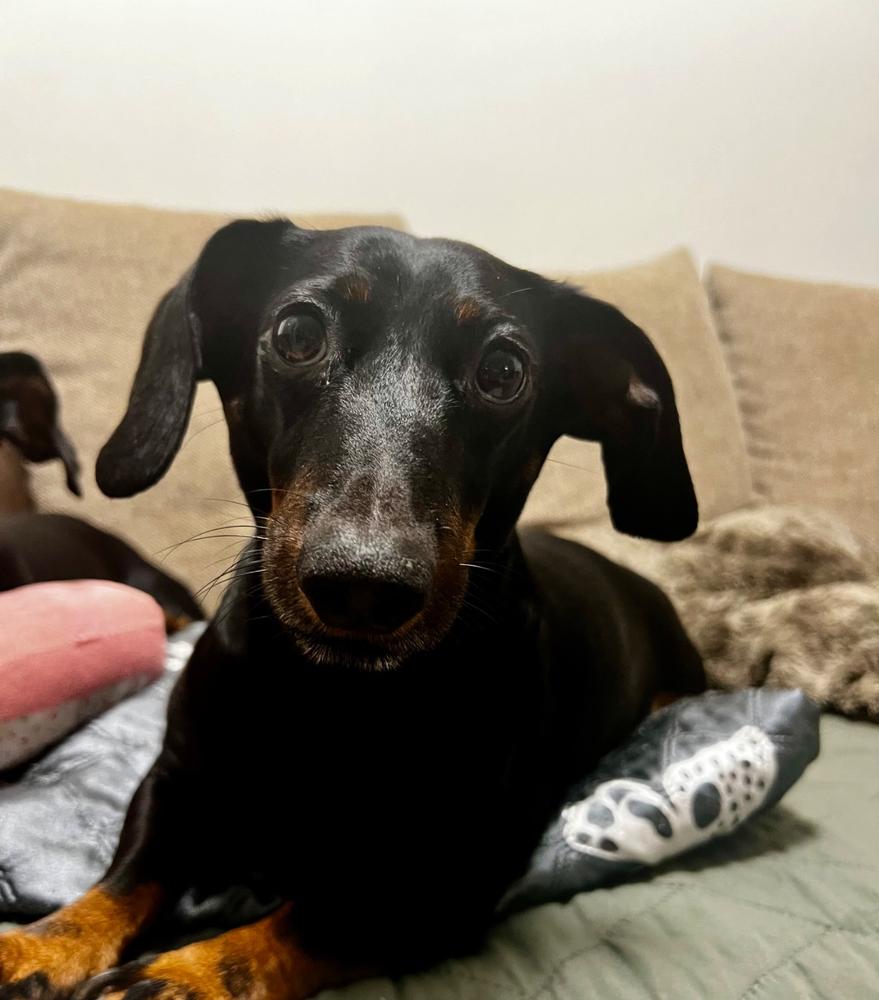 Kutya ízületvédő csomag - 250ml Vitarrior+ 250ml Csukamájolaj+ 100g Zöldkagyló por - Customer Photo From Dalma Belső-Lisztes