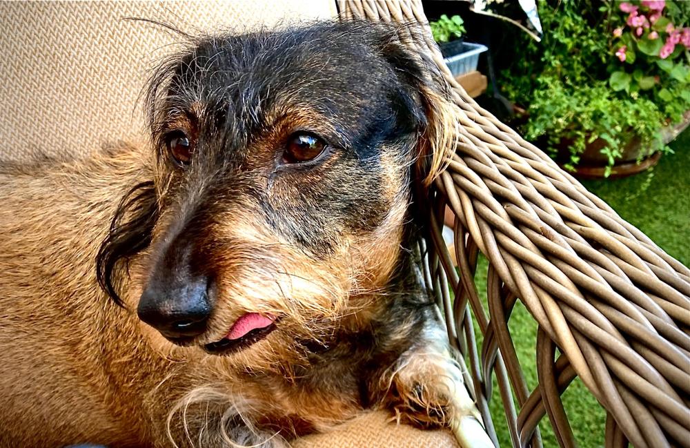 Kutya ízületvédő csomag - 250ml Vitarrior+ 250ml Csukamájolaj+ 100g Zöldkagyló por - Customer Photo From Sándor Molnár