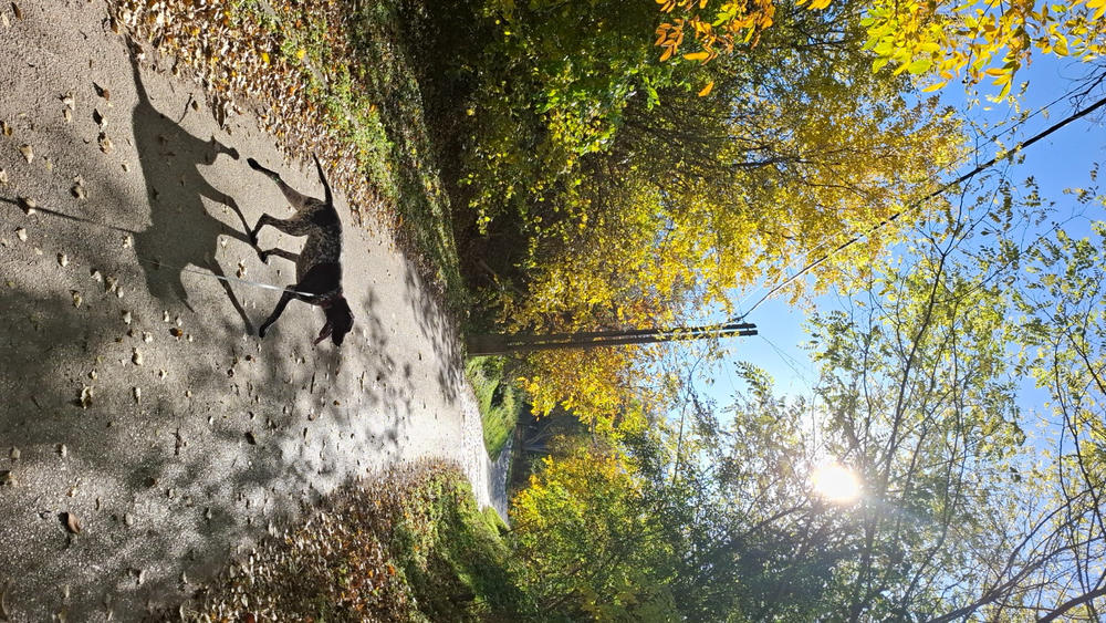 Kutya ízületvédő csomag - 250ml Vitarrior+ 250ml Csukamájolaj+ 100g Zöldkagyló por - Customer Photo From Anna Komjáti