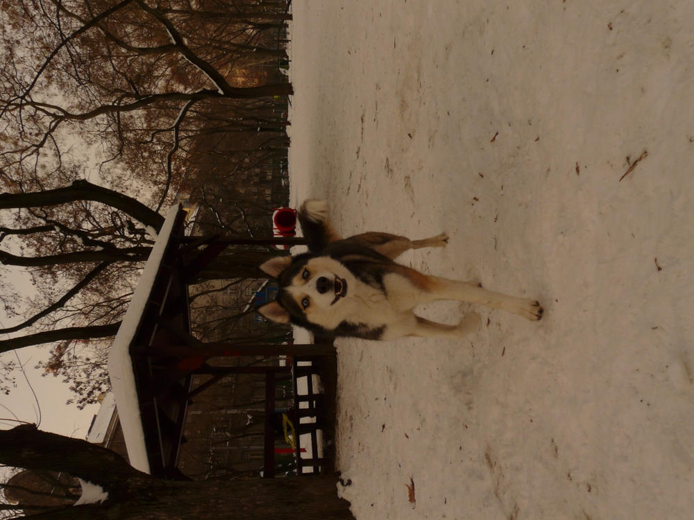 Kutya ízületvédő csomag - 250ml Vitarrior+ 250ml Csukamájolaj+ 100g Zöldkagyló por - Customer Photo From Vivien Pusztai