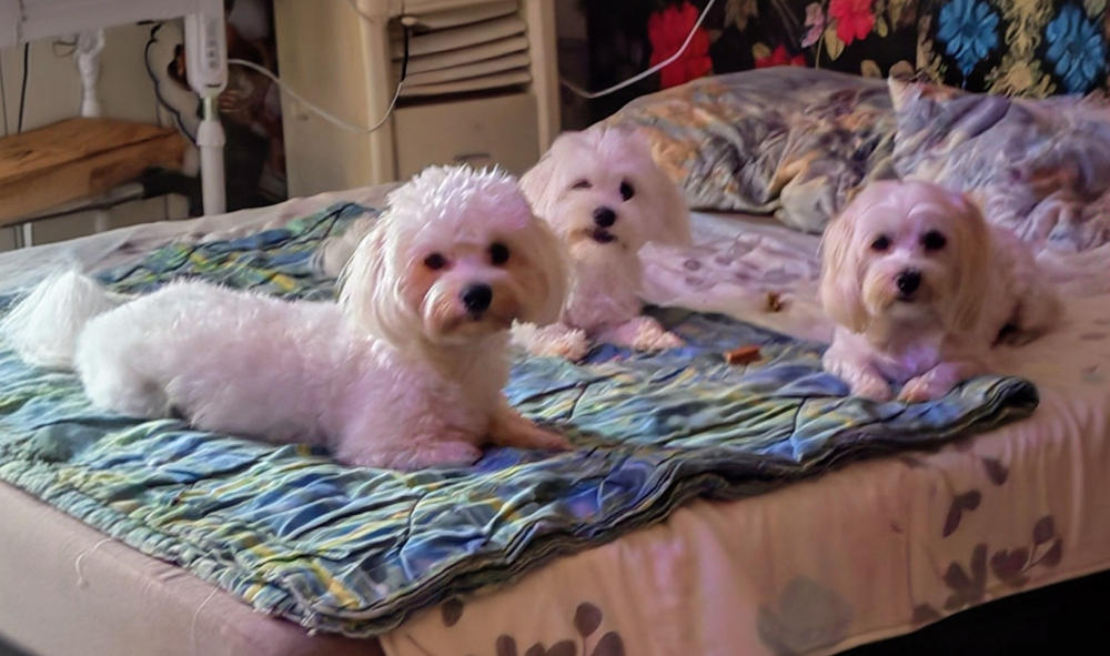 Kutya ÉtelallergiaSTOP Csomag - Nagy csomag: 300g Huminsav + 300g Fiberboost - Customer Photo From Kovács Géza