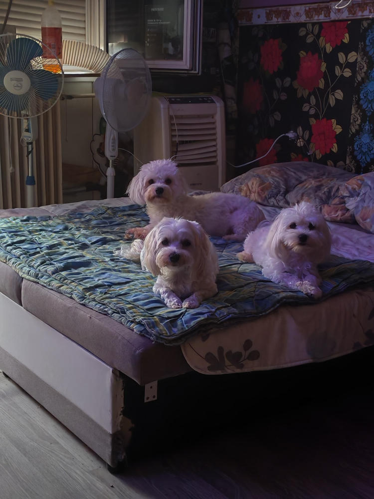 Kutya ÉtelallergiaSTOP Csomag - Nagy csomag: 300g Huminsav + 300g Fiberboost - Customer Photo From Kovács Géza