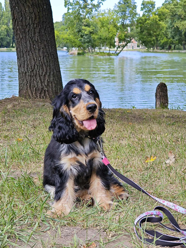 Kutya ÉtelallergiaSTOP Csomag - Nagy csomag: 300g Huminsav + 300g Fiberboost - Customer Photo From Edina Dócziné Magyarosi