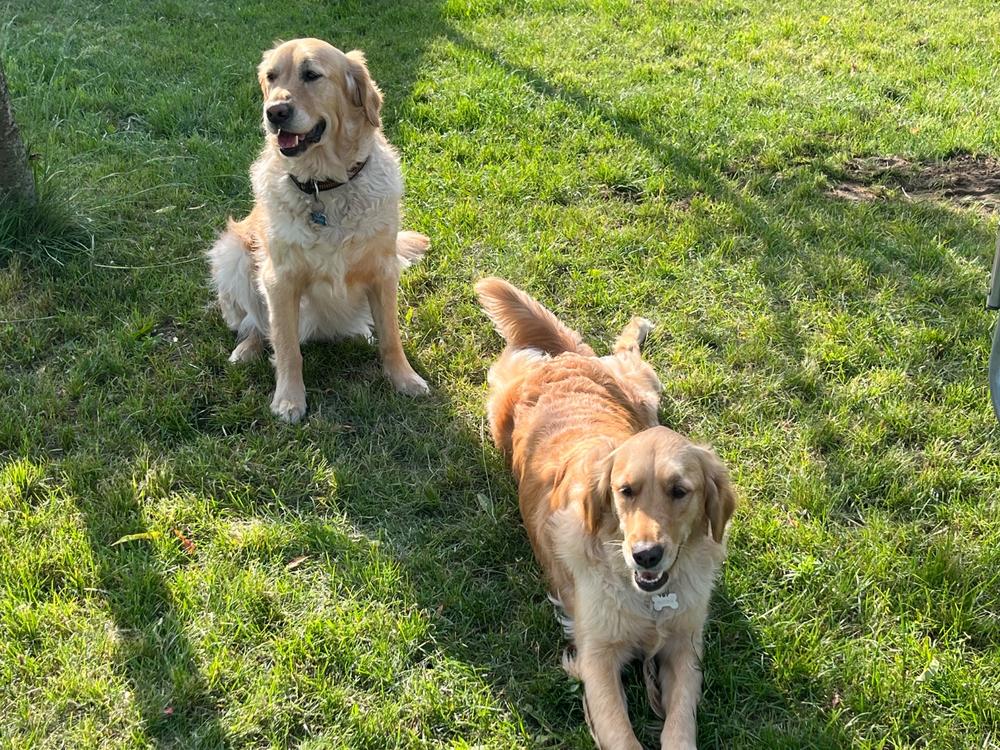 Nordcanin Allerginix PRO+ - 100 g - Customer Photo From Katalin Szarkáné Luttye