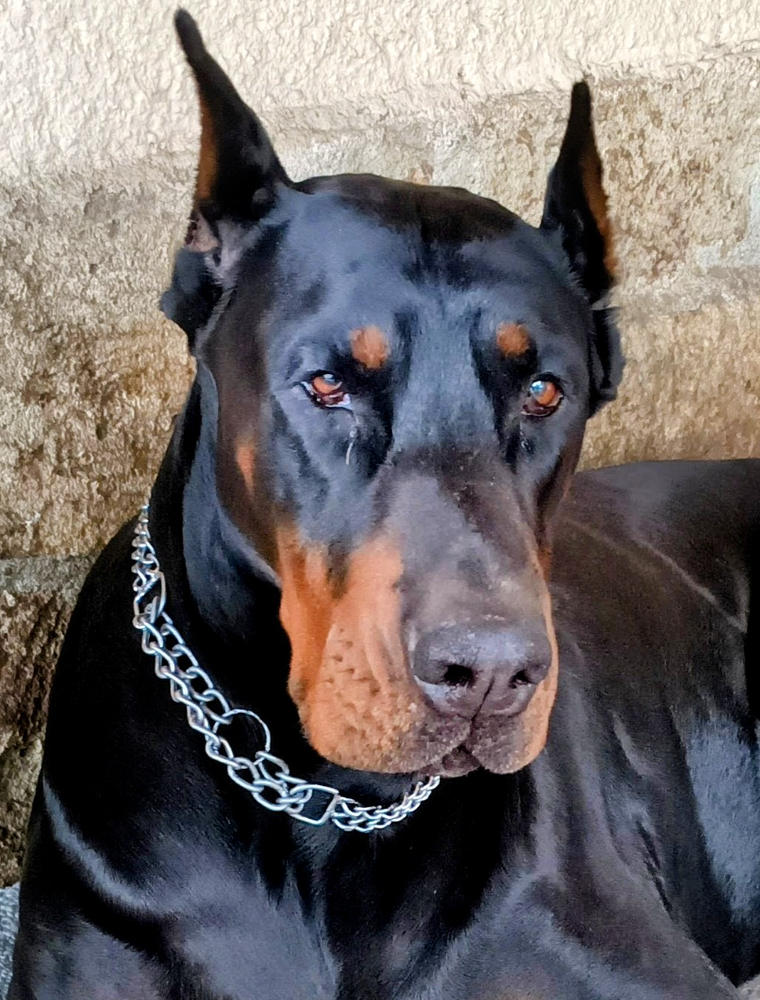 Nordcanin Allerginix PRO+ - 100 g - Customer Photo From István Fekete