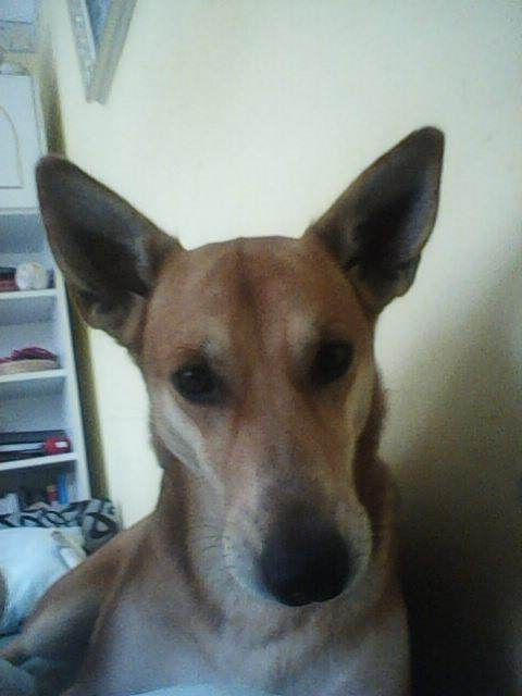 Nordcanin Allerginix PRO+ - 100 g - Customer Photo From Zsuzsanna Varsányi