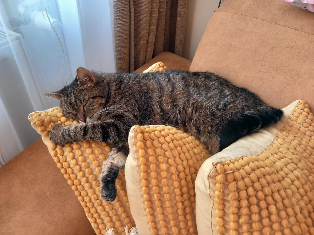 Nordcanin Fibercat - prebiotikus rost - 60 g - Customer Photo From Valéria Baricza