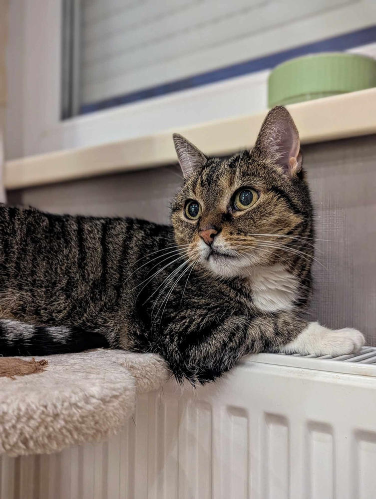 Nordcanin Fibercat - prebiotikus rost - 60 g - Customer Photo From Beatrix Thén