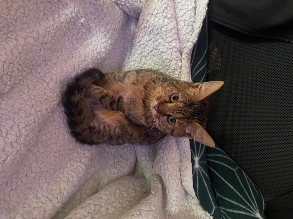 Nordcanin Fibercat - prebiotikus rost - 60 g - Customer Photo From Csabi Dávid