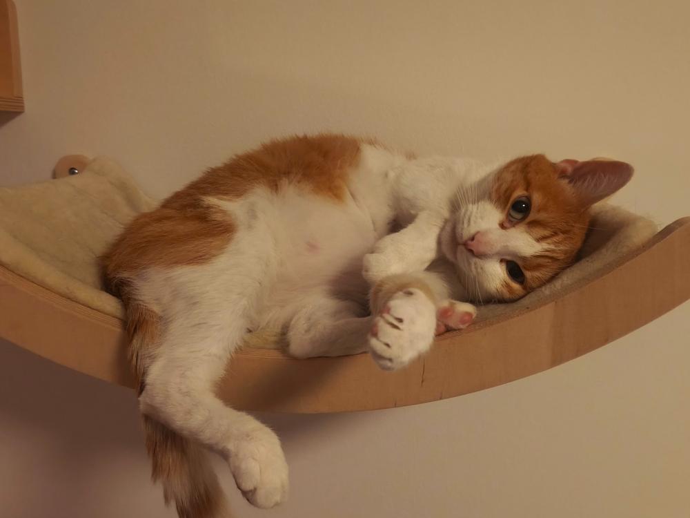 Nordcanin Fibercat - prebiotikus rost - 60 g - Customer Photo From Melinda Pápai-Vukits