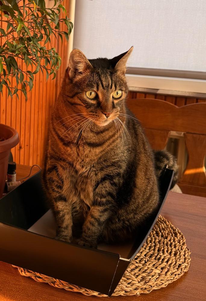 Nordcanin Meowin - 30 g - Customer Photo From Melinda Fehér