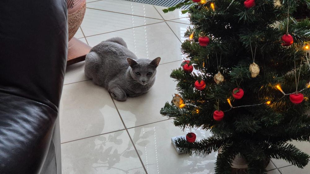 Nordcanin Meowin - 30 g - Customer Photo From Zsuzsanna Kaufmann