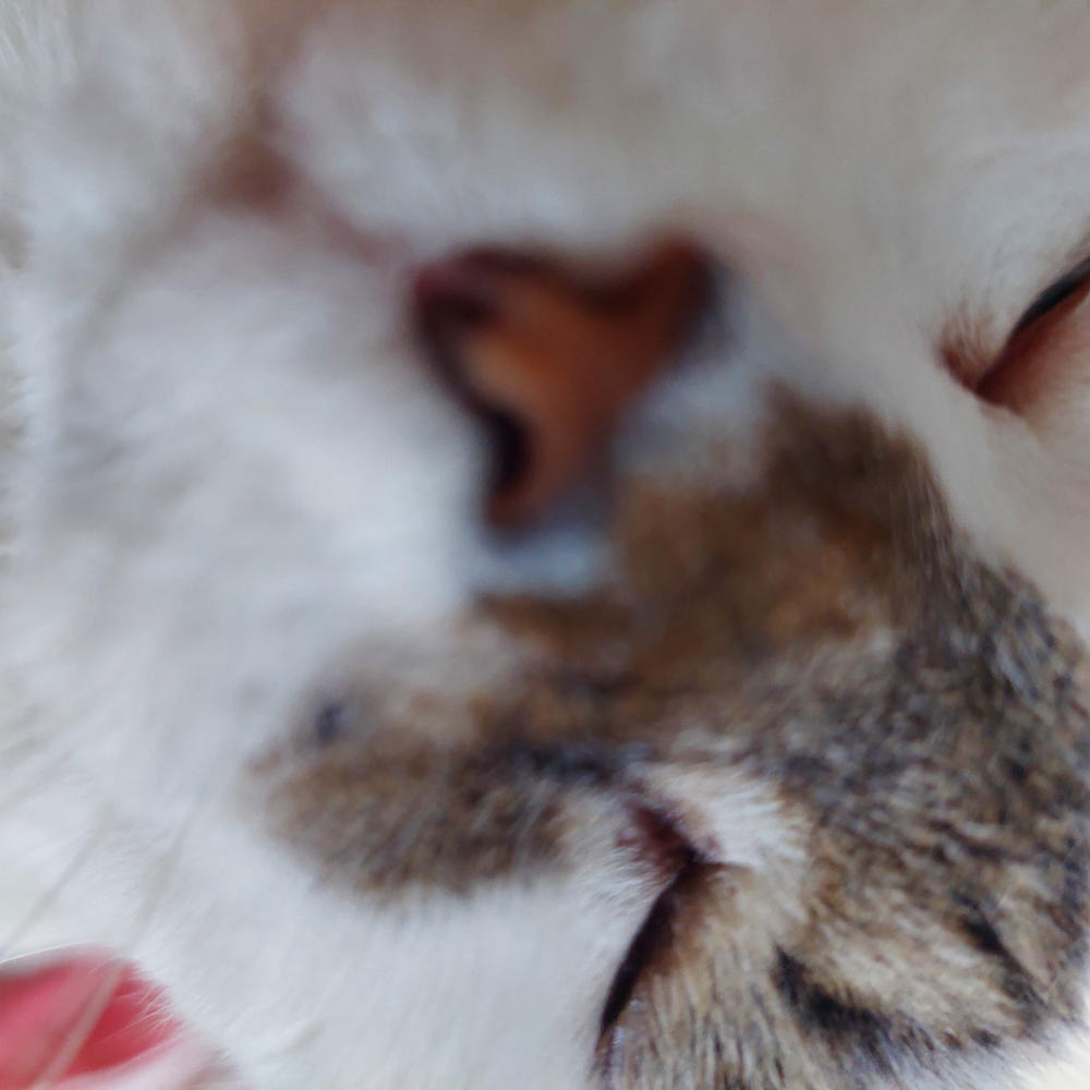 Nordcanin Meowin - 30 g - Customer Photo From Edit Keindl