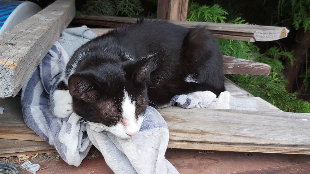 Nordcanin Meowin - 30 g - Customer Photo From Józsefné Éles