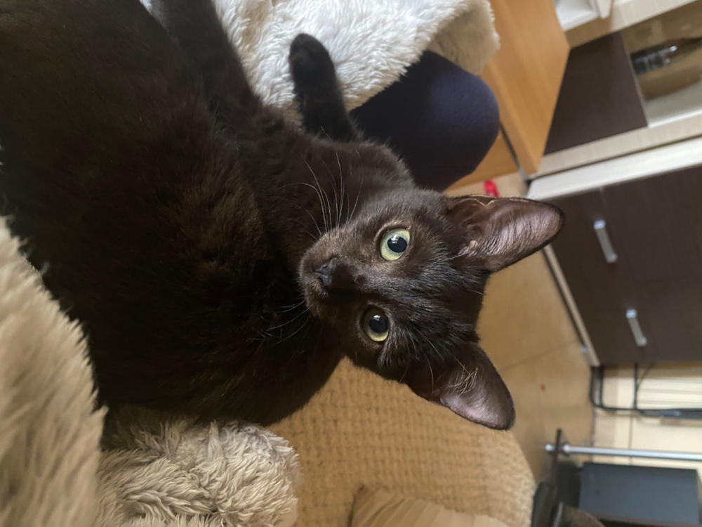 Nordcanin Meowin - 30 g - Customer Photo From Diána Kövér