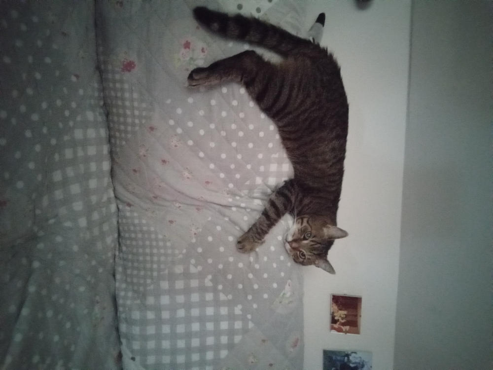 Nordcanin Meowin - 30 g - Customer Photo From Dóra Kovács