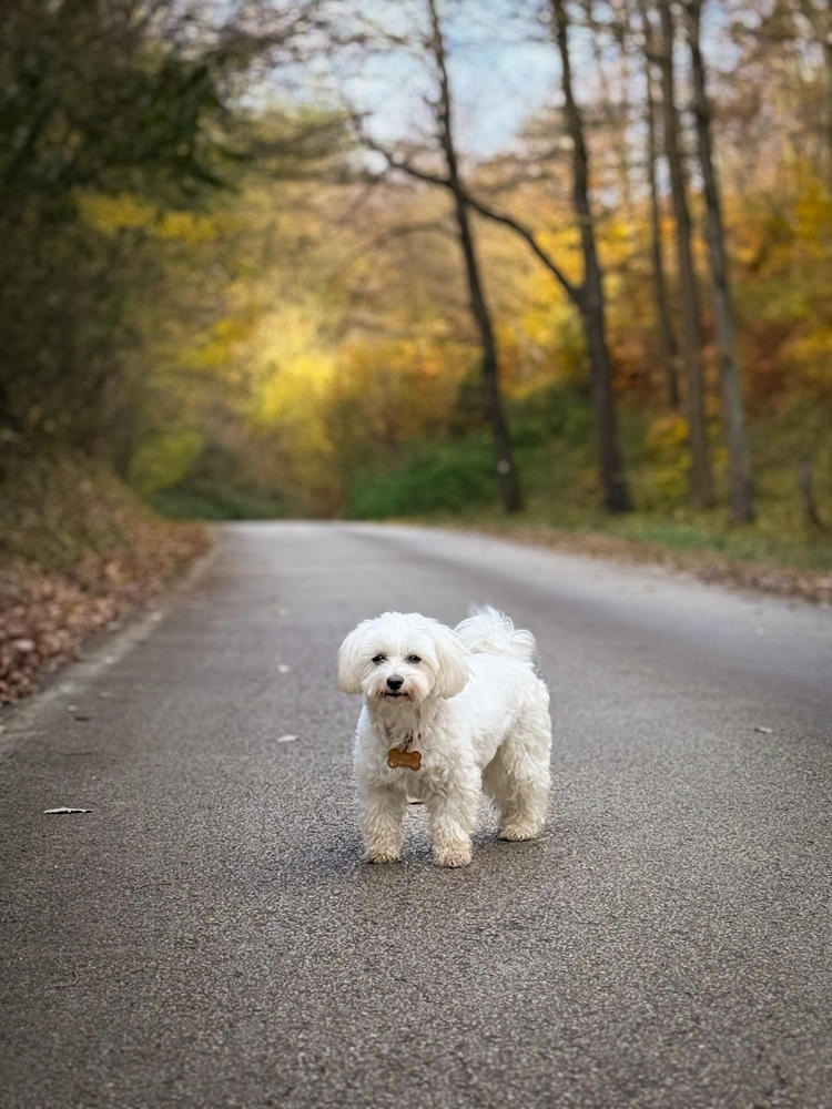 Nordcanin Fiberboost PUMPKIN SPICE - prebiotikus rost - 100 g - Customer Photo From Krisztina Vörös