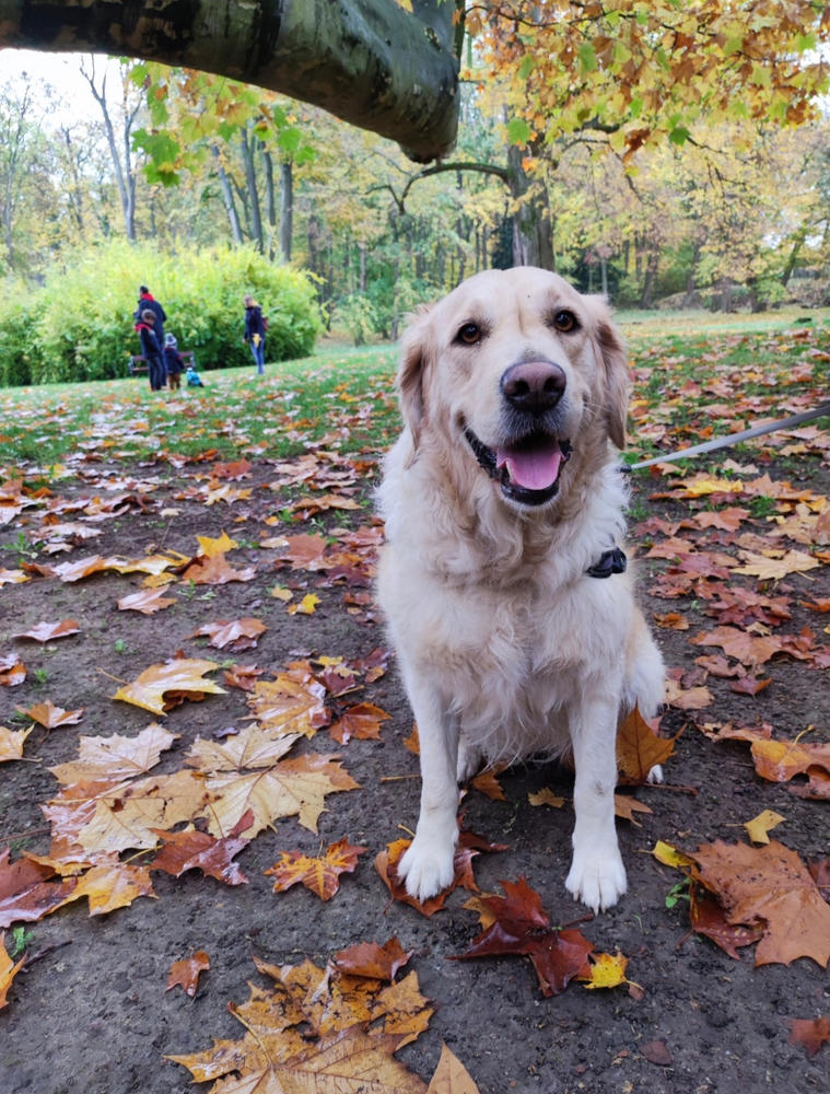 Nordcanin Fiberboost PUMPKIN SPICE - prebiotikus rost - 300 g - Customer Photo From Edit Béres