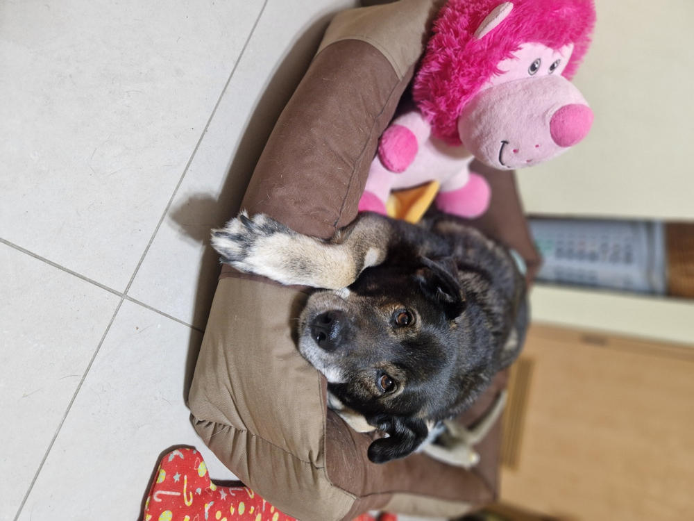 Nordcanin Fiberboost PUMPKIN SPICE - prebiotikus rost - 300 g - Customer Photo From Krisztina KristĂłf-HorvĂĄth