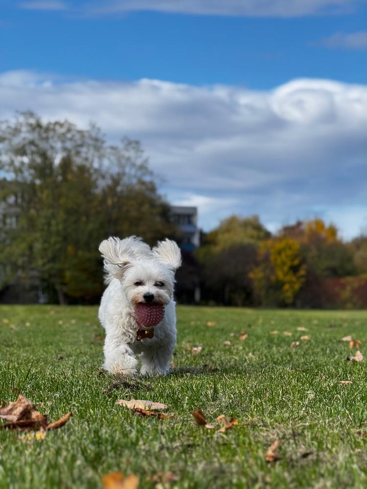 Nordcanin Fiberboost PUMPKIN SPICE - prebiotikus rost - 100 g - Customer Photo From Krisztina Vörös