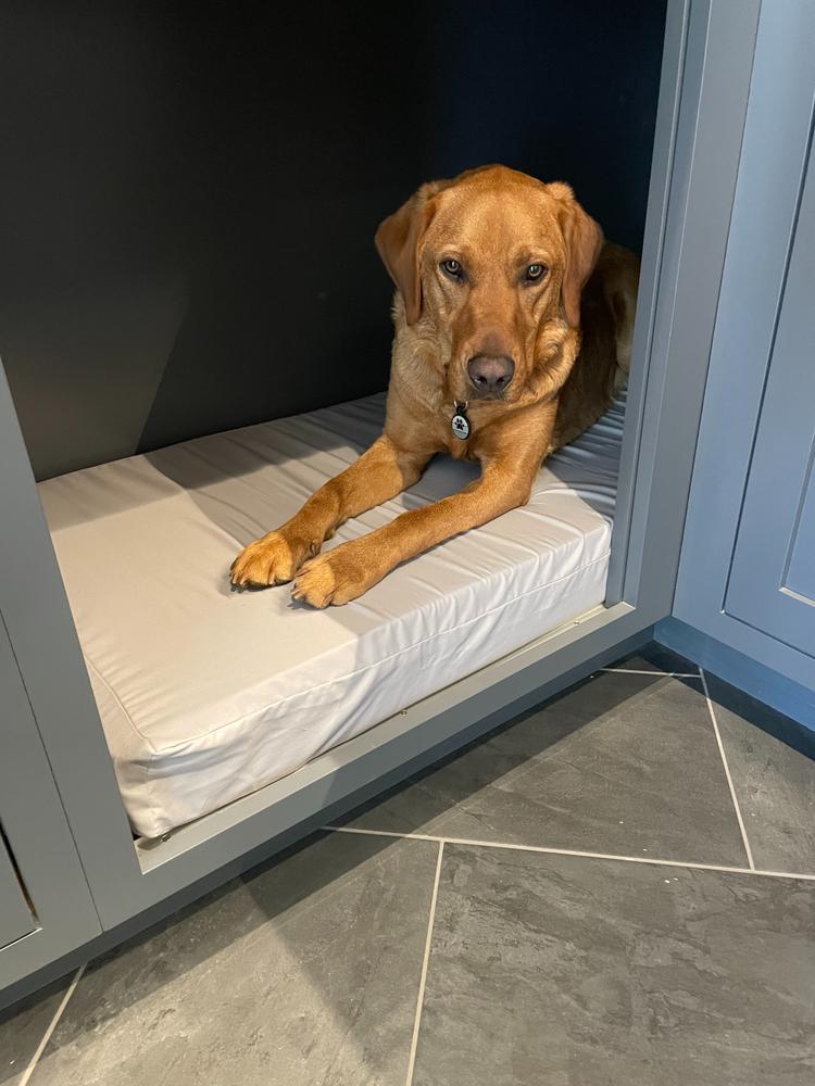 Yellow Labrador on a custom dog bed built into a cabinet nook
