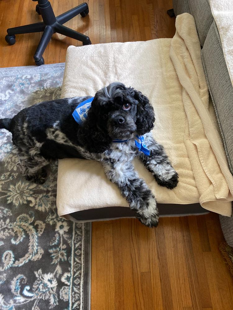 Black and white spaniel resting on a custom rectangle dog bed in a living room