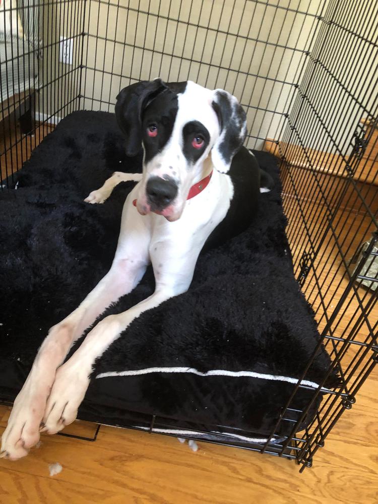 Great Dane lying on a plush black custom dog crate bed