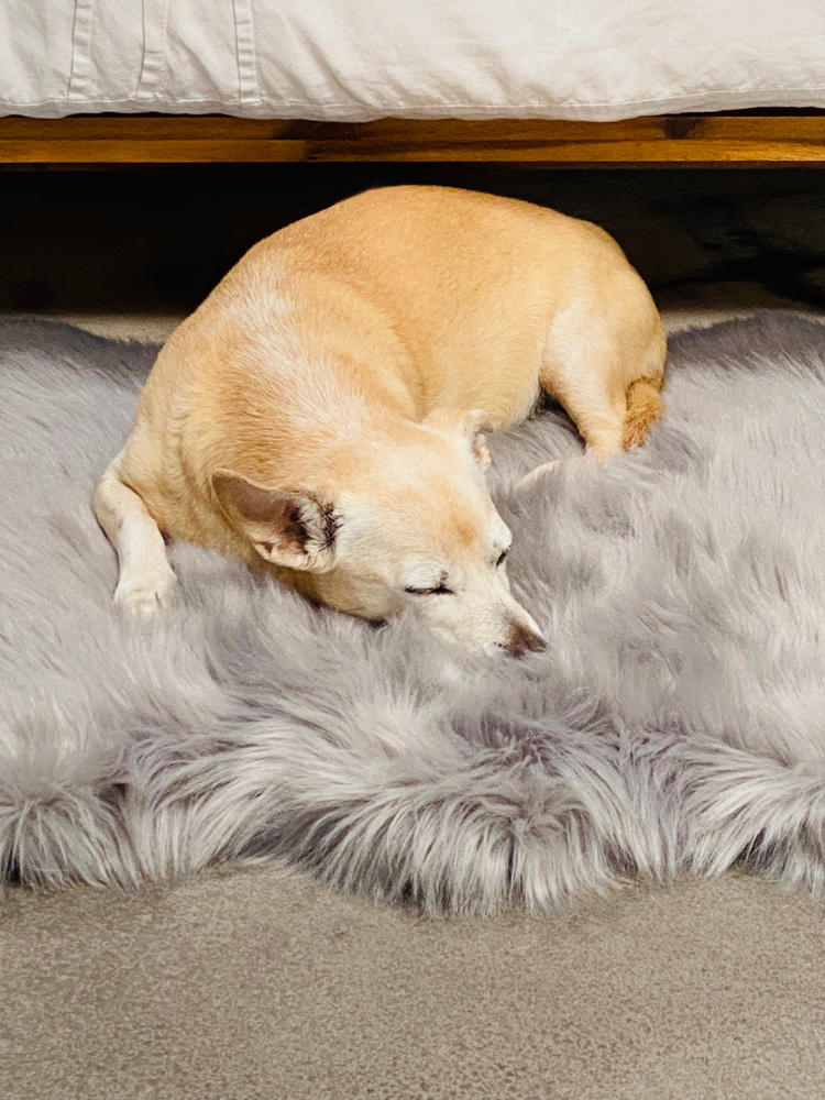 Faux Fur Shag Rug™ Companion-Pedic® Luxury Dog Bed