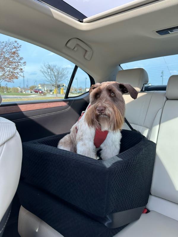 LELINTA Car Travel Dog Booster Seat, Waterproof Pad, Half seat Dog  Hammock,Harness Hook, Breathable Mesh, and Adjustable Backseat Safety Belt,  Small, Medium, Large Dog 