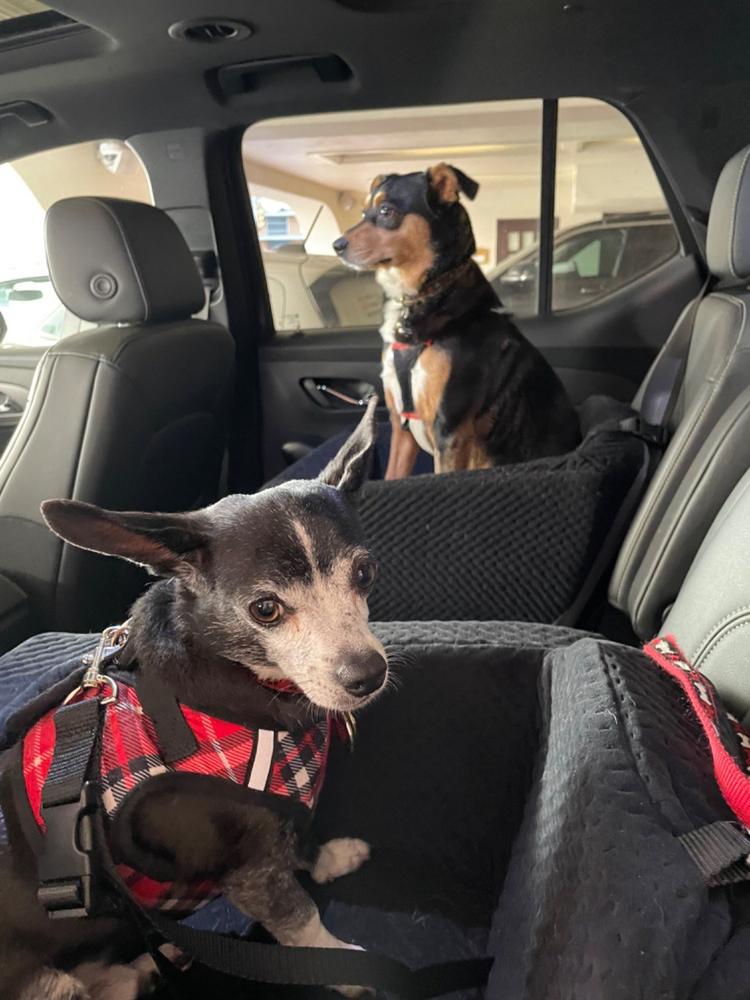 Animals Matter L.A. Dog Company Rider Turbo Dog Car Seat for Dogs & Puppies Black / Limo | Premium Pet Supplies for Dogs & Puppies