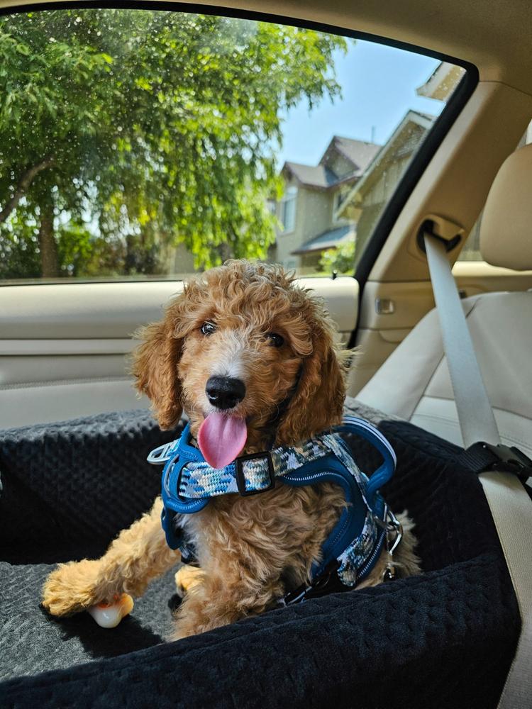 L.A. Dog Company Rider Turbo Car Seat