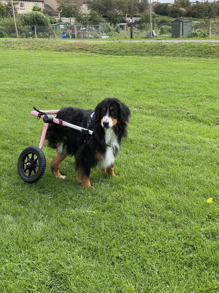 Large Dog Wheelchair, Rear -Walkinâ€™ Wheels - Customer Photo From frog53