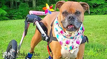 Large Dog Wheelchair, Rear -Walkinâ€™ Wheels - Customer Photo From Amy C.