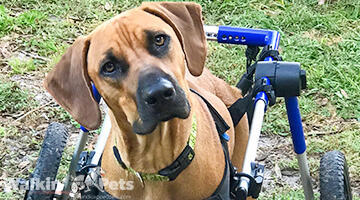 Large Dog Wheelchair, Rear -Walkinâ€™ Wheels - Customer Photo From Tyler