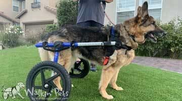 Large Dog Wheelchair, Rear -Walkinâ€™ Wheels - Customer Photo From Molly