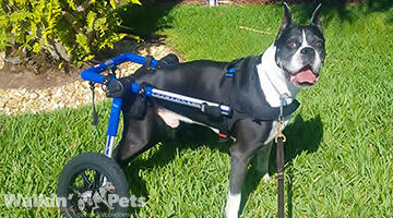 Large Dog Wheelchair, Rear -Walkinâ€™ Wheels - Customer Photo From Patricia
