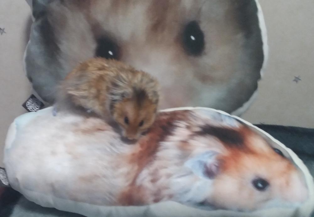 Custom Hamster Pillow - Customer Photo From Jess