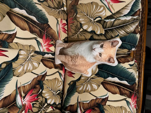 Custom Pet Pillow - Customer Photo From Patricia Colby