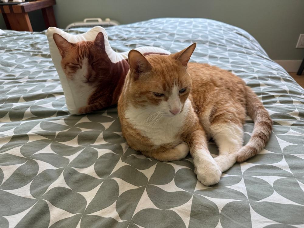 Custom Pet Pillow - Customer Photo From Tina Allen